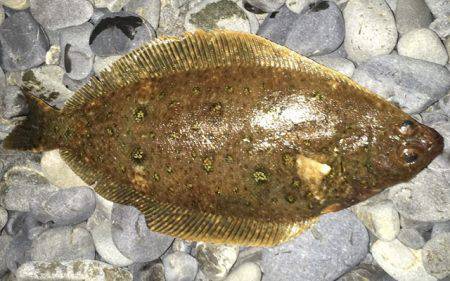 太刀魚やカレイ？